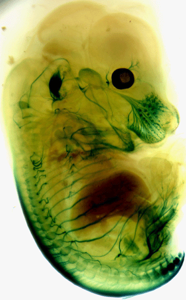 Figure 1: Somatosensory neurons...